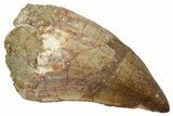 Fossil Mosasaur (Hainosaurus) Tooth - Morocco #345155-1